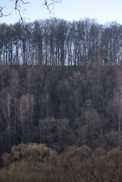 Bomen Een Heuvel Met Blauwe Lucht Achtergrond Een Lentedag Het — Stockfoto
