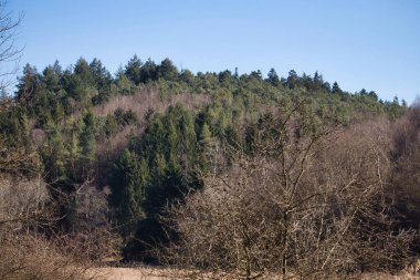Almanya 'da Kaiserslautern yakınlarında güneşli bir bahar gününde yeşil ağaçlar.