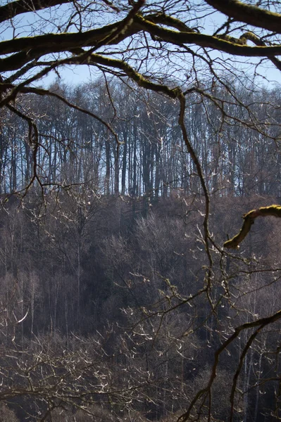 Bomen Een Heuvel Het Pfalz Woud Een Lentedag Buurt Van — Stockfoto