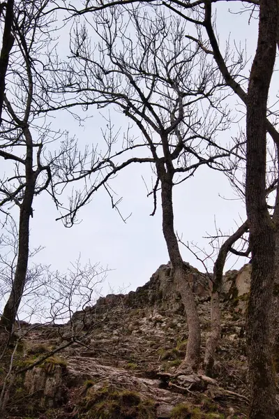 Baum Vor Felsen Einem Trüben Frühlingstag Königsstuhl Donnerberg Dannenfels — Stockfoto