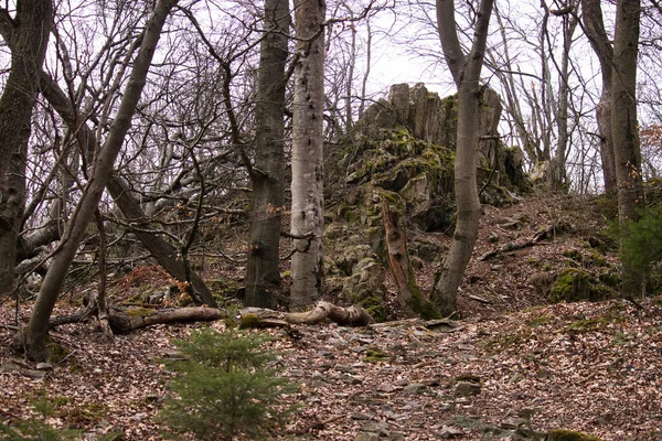 Árboles Bosque Palatinado Junto Sendero Frente Formación Rocosa Koenigsstuhl Montaña — Foto de Stock