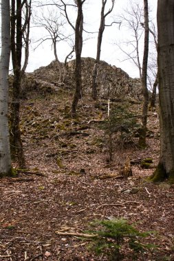 Almanya 'nın Dannenfels kentindeki Thunder Dağı' ndaki Koenigsstuhl kaya oluşumunun önündeki ağaçlar bulutlu bir bahar gününde.