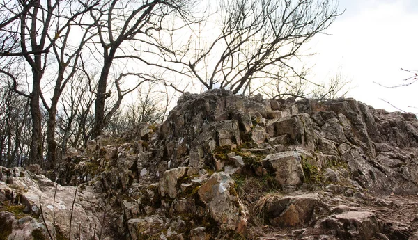 德国帕拉廷森林春天的一天 丹尼费尔区岩石形成上的树木 — 图库照片