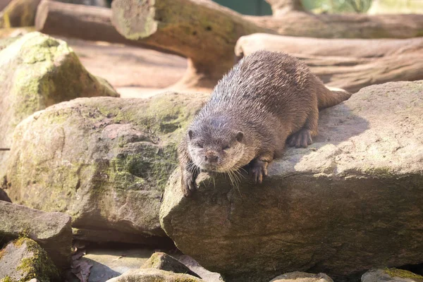 Zon Schijnt Otter Rustend Een Rots Zonnige Lentedag Kaiserslautern Zoo — Stockfoto