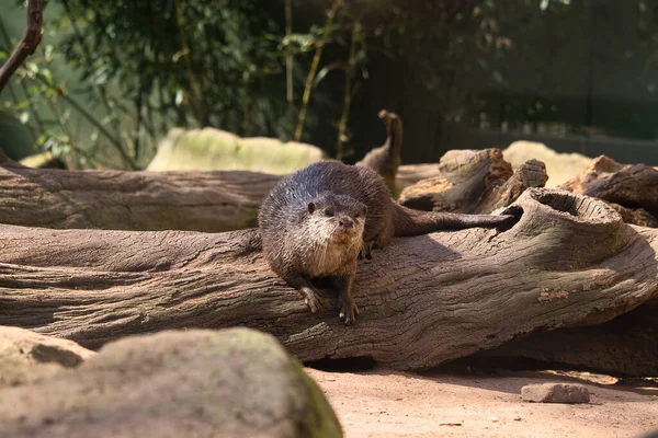 Otter Zittend Een Boomstam Zon Kaiserslautern Zoo Een Lentedag Duitsland — Stockfoto