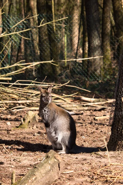 Brązowy Kangur Ogrodzonej Klatce Stojący Słońcu Wiosenny Dzień Zoo Kaiserslautern — Zdjęcie stockowe