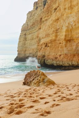 Güney Portekiz 'de bir kış günü, kumlu bir kumsalda, bir kayanın üzerinde duran ve arka planda bir uçuruma vuran bir kuş..