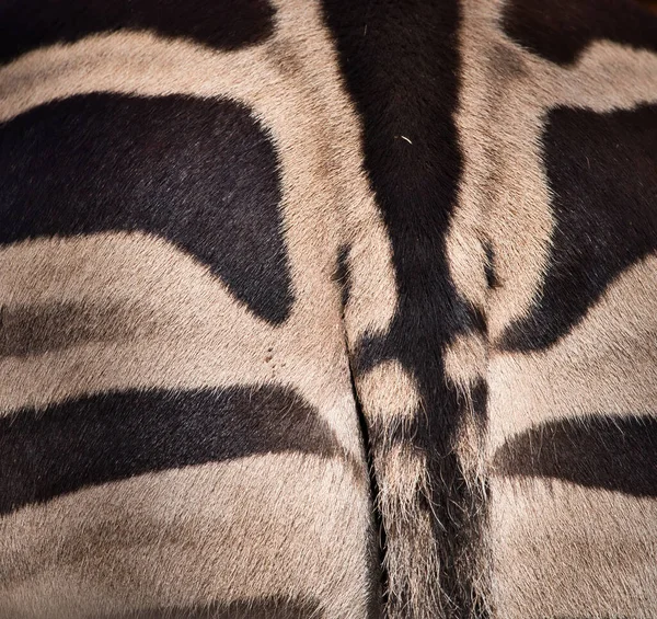 Großaufnahme Eines Schwanzes Auf Der Rückseite Eines Zebras Tiergarten Kaiserslautern — Stockfoto