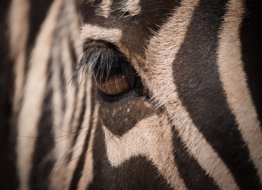 Kirpikli zebra gözüne yaklaş..