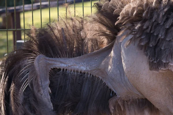 Bir bahar günü Almanya 'daki Kaiserslautern Hayvanat Bahçesi' nde tüylü bir devekuşu kanadı..
