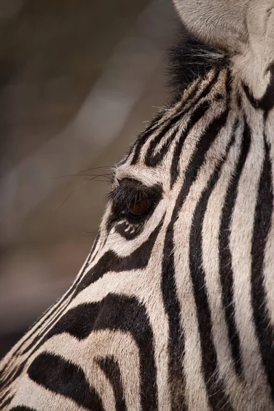 Side of zebra face with sun shining on eye at the Kaiserslautern Zoo in Germany.