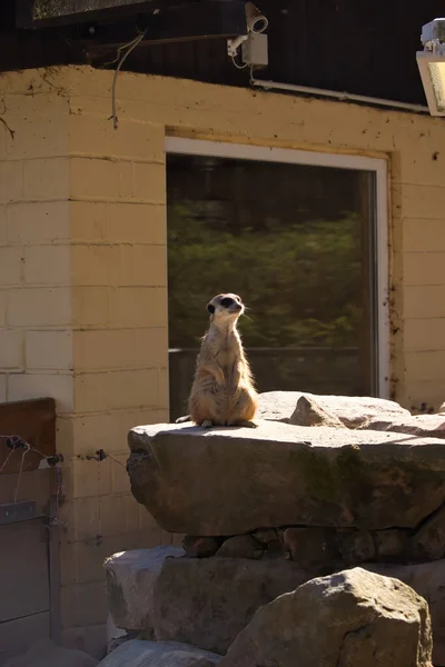 Meerkat Zit Een Rots Kijken Naar Gevaar Een Zonnige Lentedag — Stockfoto