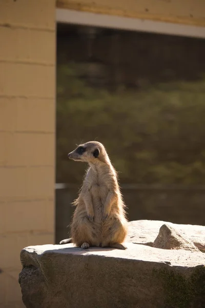 Meerkat Pilnuje Skały Zoo Kaiserslautern Wiosenny Dzień Niemczech — Zdjęcie stockowe