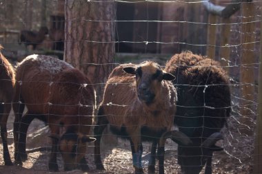 Almanya 'da bir bahar günü, Kaiserslautern Hayvanat Bahçesi' nde çitleri aşan koyunlar..