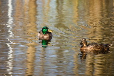 Almanya 'nın Kaiserslautern şehrinde küçük bir gölde yüzen iki ördek..