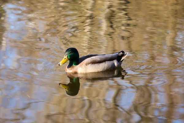 Close up of duck with green head and reflection in water on a spring day in Kaiserslautern, Germany.