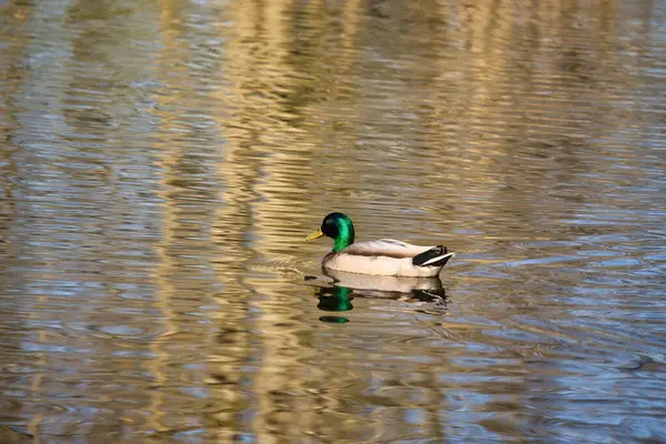 Side of duck with green head swimming in a small pond in Kaiserslautern, Germany on a sunny spring afternoon.