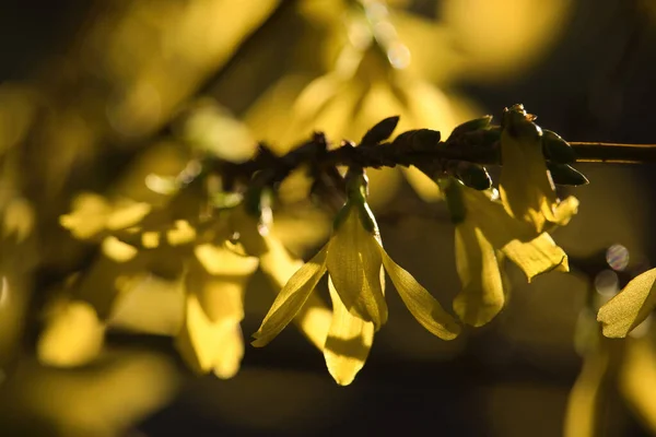 Żółte Kwiaty Drzewie Słoneczny Wiosenny Dzień Potzbach Niemcy — Zdjęcie stockowe