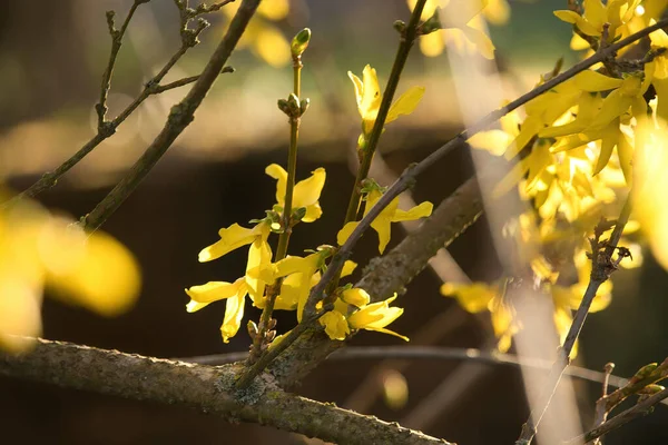 Słońce Świecące Żółte Kwiaty Drzewie Podwórku Potzbach Niemcy Wiosenny Dzień — Zdjęcie stockowe