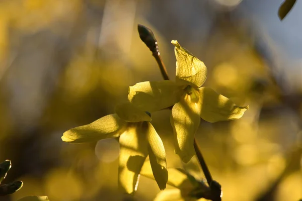 Słońce Świecące Przez Żółte Kwiaty Drzewie Potzbach Niemcy Wiosenny Dzień — Zdjęcie stockowe