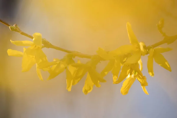 Żółte Kwiaty Rosnące Gałęzi Drzewa Wiosenny Dzień Potzbach Niemcy — Zdjęcie stockowe