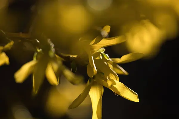 Żółte Kwiaty Kwitnące Drzewie Ciemnym Tle Słoneczny Wiosenny Dzień Potzbach — Zdjęcie stockowe