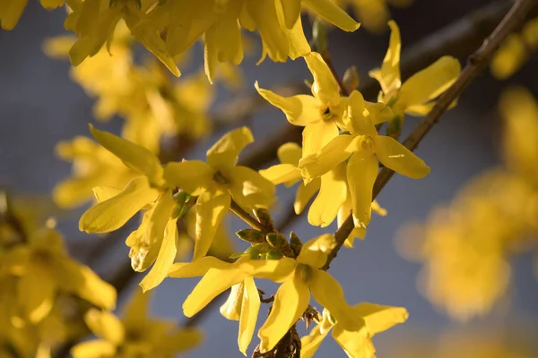 Słońce Świecące Żółte Kwiaty Kwitnące Drzewie Przeciwko Błękitnemu Niebu Wiosenny — Zdjęcie stockowe