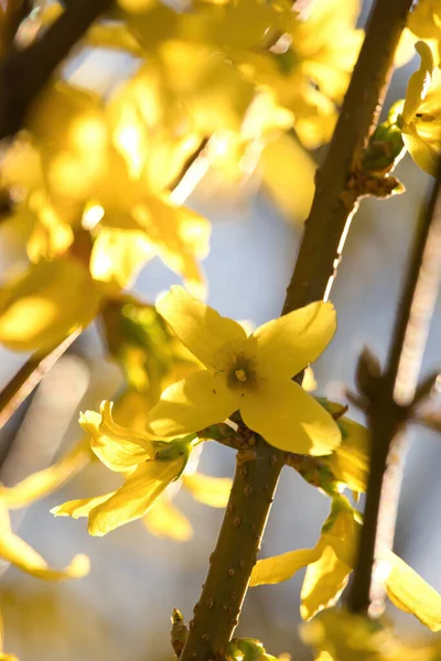 Słońce Żółtych Kwiatach Gałęzi Drzewa Wiosenny Dzień Potzbach Niemcy — Zdjęcie stockowe