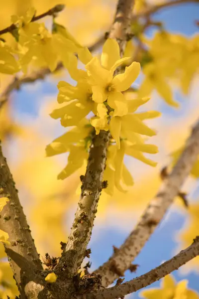 Drzewo Żółtymi Kwiatami Kwitnącymi Słoneczny Wiosenny Dzień Podwórku Potzbach Niemcy — Zdjęcie stockowe