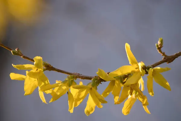 Słońce Świecące Przez Rząd Żółtych Kwiatów Kończynie Drzewa Słoneczny Wiosenny — Zdjęcie stockowe