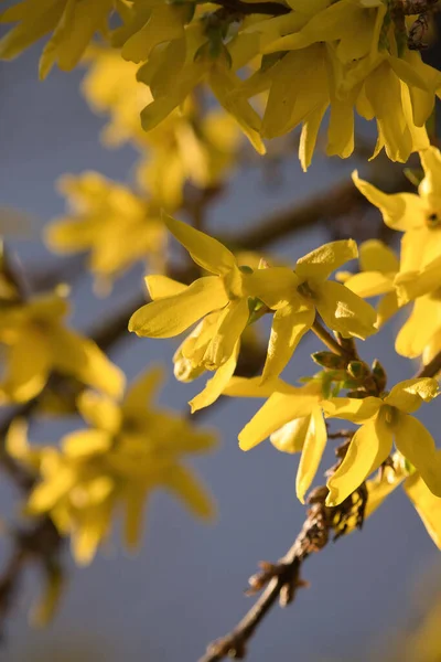 Liczne Żółte Kwiaty Rosnące Drzewie Podwórku Potzbach Niemcy Wiosenny Dzień — Zdjęcie stockowe