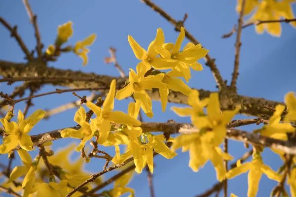 Grupa Żółtych Kwiatów Kwitnących Drzewie Przeciwko Błękitnemu Niebu Wiosenny Dzień — Zdjęcie stockowe