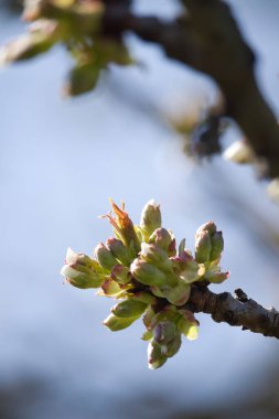 Güneşli bir bahar gününde Almanya 'nın Potzbach kenti yakınlarındaki bir meyve ağacında tomurcuklar açılıyor..