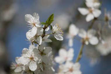 Almanya 'da bir bahar günü, masmavi gökyüzüne karşı ağaçta parlayan beyaz elma çiçekleri..