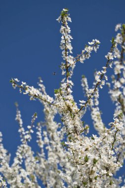 Kırsal Almanya 'da bir bahar günü mavi gökyüzüne karşı bir ağacı kaplayan beyaz çiçekler..