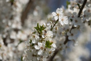 Kırsal Almanya 'da bir ilkbahar günü kiraz ağacında açan beyaz bir çiçekte bir arının arkası..
