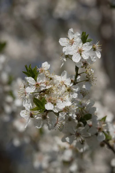 Fleurs Blanches Fleurissant Sur Arbre Fruitier Jour Printemps Allemagne Rurale — Photo