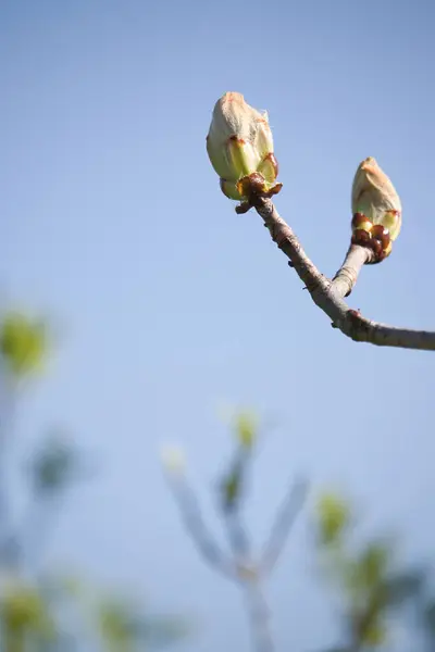 Flower Bud Tree Blue Sky Sunny Spring Day Rural Germany — Stock Photo, Image