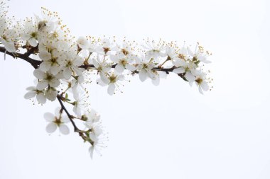 Almanya 'da bir bahar günü, beyaz bir gökyüzüne karşı bir ağaç dalında beyaz kiraz çiçekleri açar..