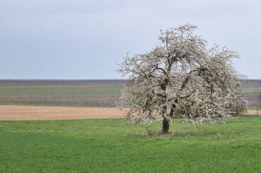 Kırsal Almanya 'da bulutlu bir bahar gününde yeşil çimenli bir tarlada beyaz kiraz çiçekleri olan ağaç..