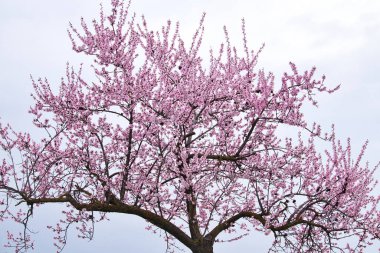 Pembe badem çiçekleri Almanya 'da bir bahar günü, gri bulutlu bir gökyüzüne karşı bir ağacı kaplıyor..