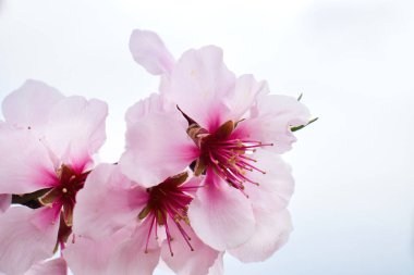 Badem çiçekleri üzerindeki yumuşak pembe yapraklar Almanya 'da bir bahar günü beyaz bir gökyüzüne karşı ağaçta çiçek açar..