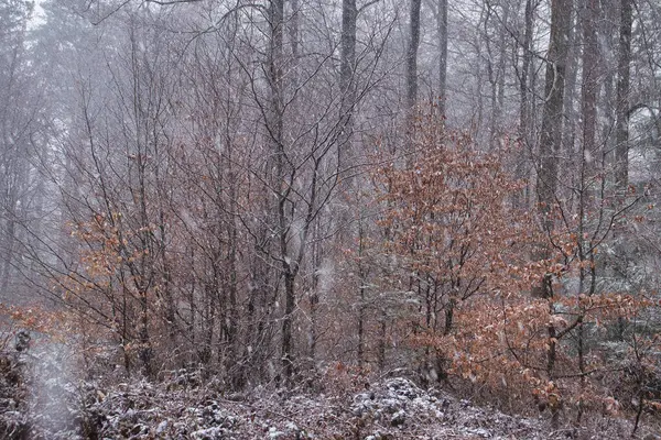 ドイツ カイザーズラウタン近くのラインランド パラチンテの森で春の降雪 — ストック写真