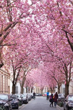 Bonn, Almanya - 16 Nisan 2021: Bir bahar günü Almanya 'nın Bonn kentinde Heerstrasse' de kiraz çiçeklerinin altına park edilmiş arabalar.