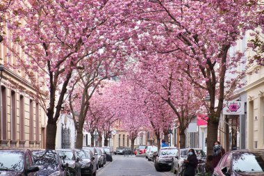 Bonn, Almanya - 16 Nisan 2021: Heerstrasse otomobil hattı, aynı zamanda Kiraz Çiçeği Caddesi olarak da bilinir, Almanya 'nın Bonn şehrinde bir bahar günü üzerinde pembe kiraz çiçekleri açmıştır..