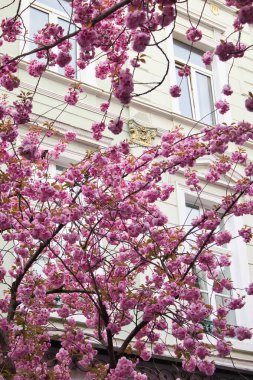 Bonn, Almanya 'da Kiraz Çiçeği Bulvarı' ndaki bir binaya karşı kiraz çiçekleri açıyor.
