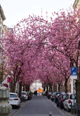 Bonn, Almanya - 16 Nisan 2021: Heerstrasse üzerine bir bahar günü Almanya 'nın Bonn kentinde kiraz çiçekleri.