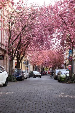 Bonn, Almanya - 16 Nisan 2021: Pembe kiraz çiçeklerinin altında giden araba ilkbahar günü Bonn, Almanya 'da Kiraz Çiçeği Caddesi' nde.