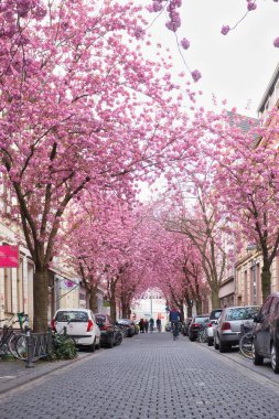 Bonn, Almanya - 16 Nisan 2021: Heerstrasse, Kiraz Çiçeği Caddesi olarak da bilinen kaldırım taşı caddesi, Almanya 'nın Bonn kentinde bir bahar günü.