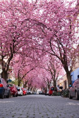 Bonn, Almanya - 16 Nisan 2021: Heerstrasse üzerinde birleşen ağaçlardaki pembe kiraz çiçeklerine bakmak, nam-ı diğer Kiraz Çiçeği Bulvarı, Bonn, Almanya 'da bir bahar günü.